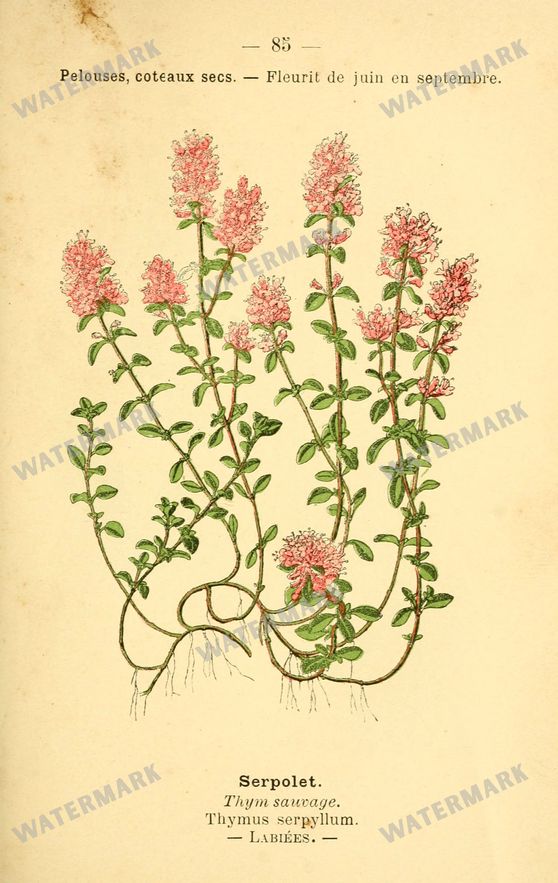 Botanical Vintage Prints