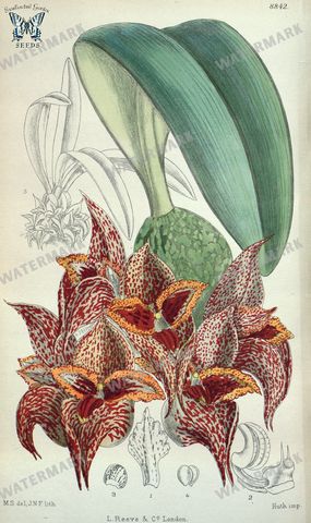 Botanical Vintage Prints