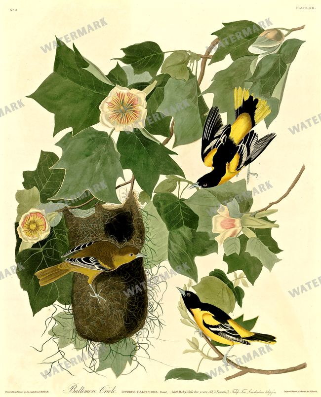 Botanical Vintage Prints
