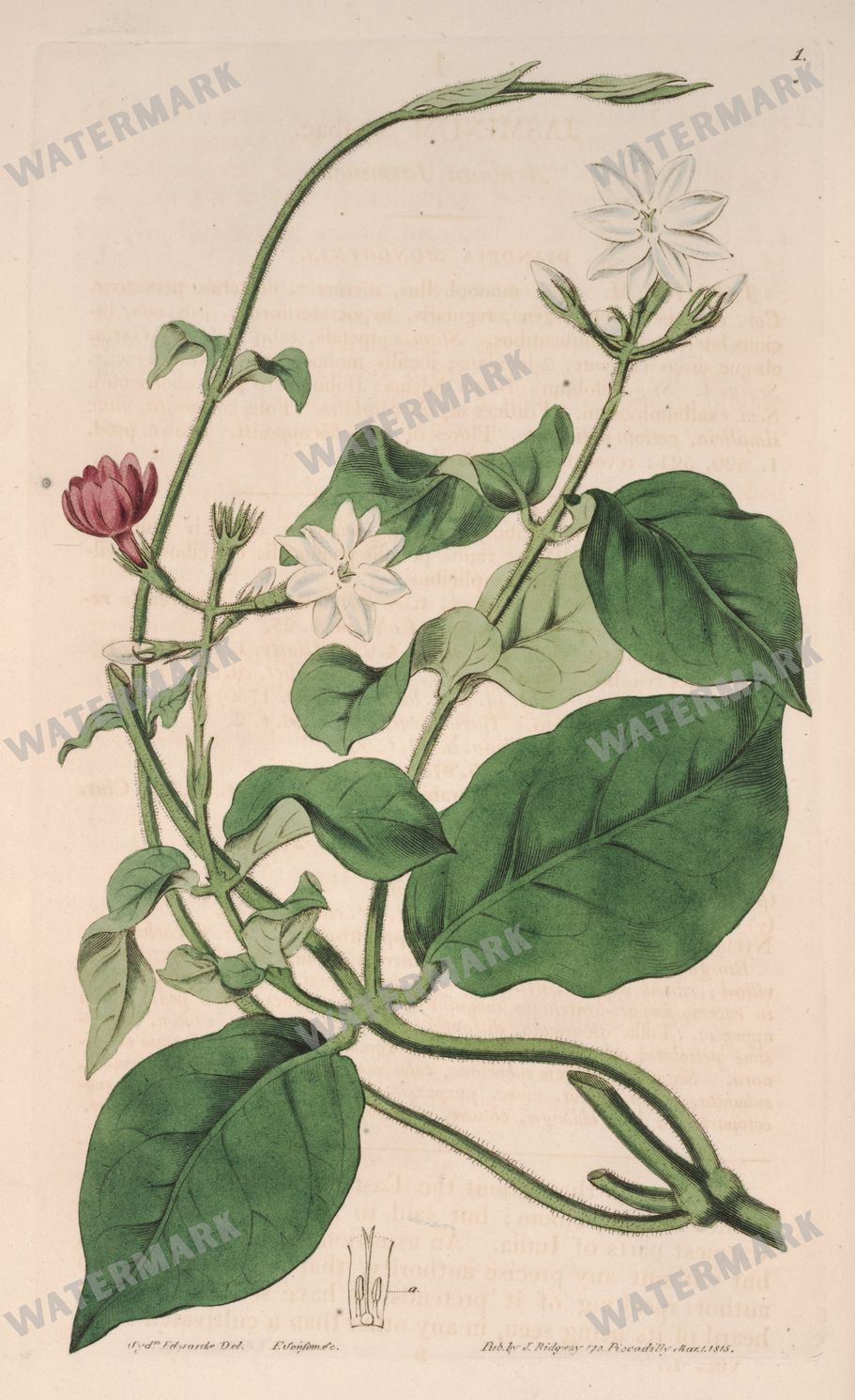 Botanical Vintage Prints