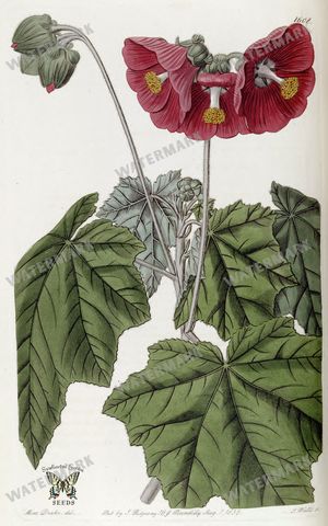 Botanical Vintage Prints