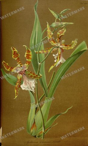 Botanical Vintage Prints
