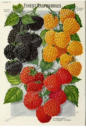 Botanical Vintage Prints