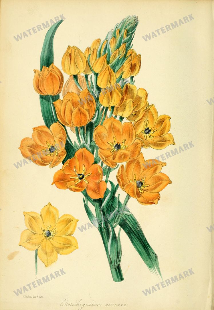 Botanical Vintage Prints
