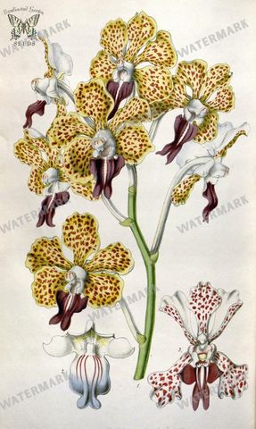 Botanical Vintage Prints
