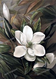 Botanical Vintage Prints