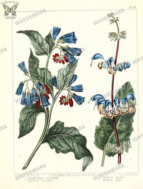 Botanical Vintage Prints