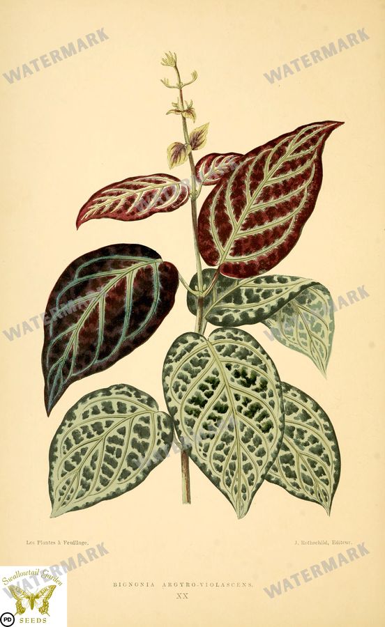 Botanical Vintage Prints