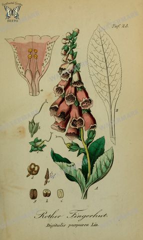 Botanical Vintage Prints