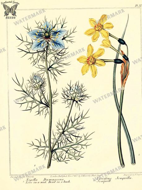Botanical Vintage Prints