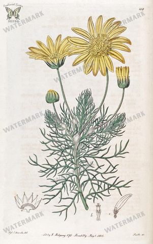 Botanical Vintage Prints