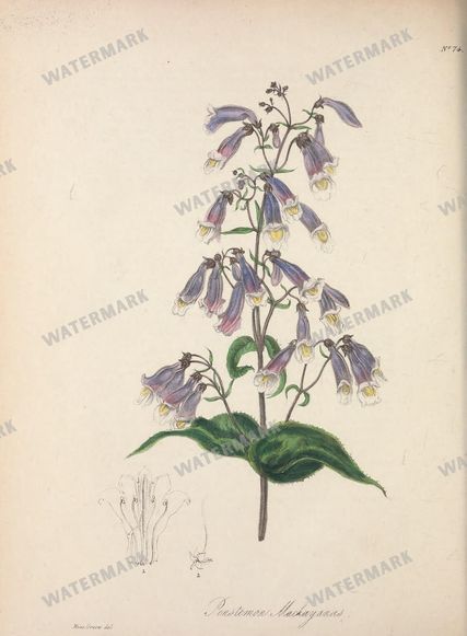 Botanical Vintage Prints