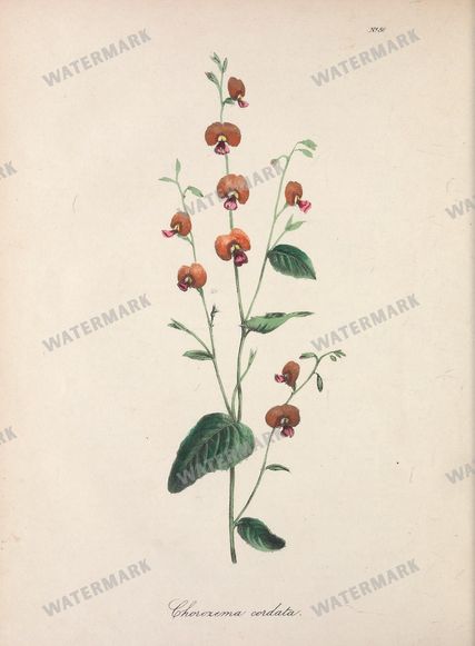 Botanical Vintage Prints
