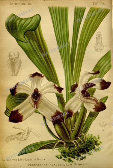 Botanical Vintage Prints