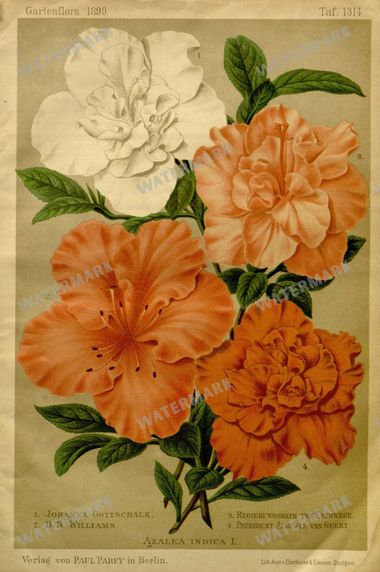 Botanical Vintage Prints