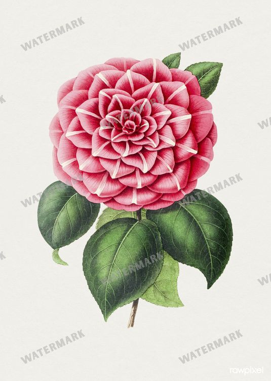 Botanical Vintage Prints