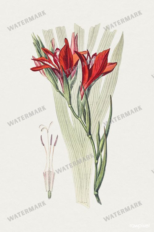 Botanical Vintage Prints