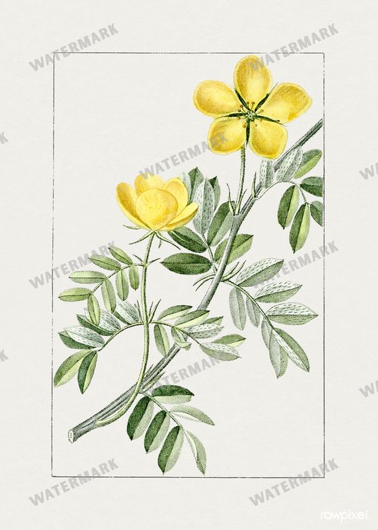 Botanical Vintage Prints