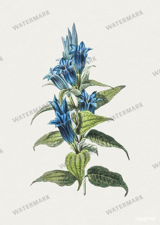 Botanical Vintage Prints