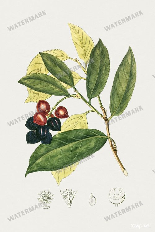 Botanical Vintage Prints