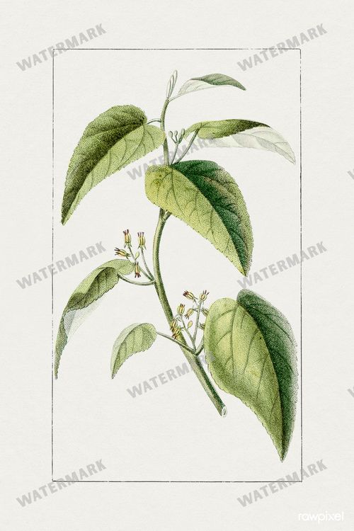 Botanical Vintage Prints
