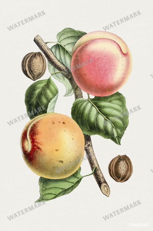 Botanical Vintage Prints