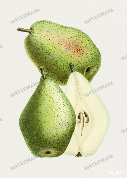 Botanical Vintage Prints