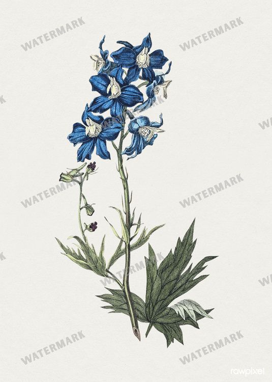 Botanical Vintage Prints