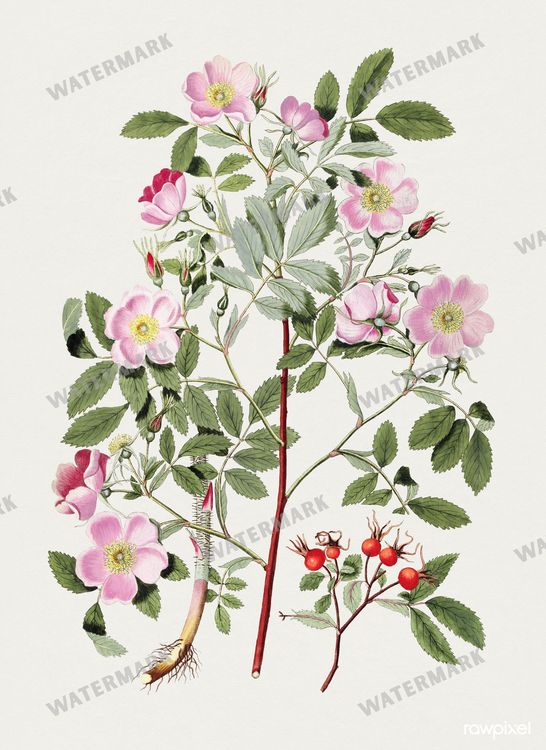 Botanical Vintage Prints