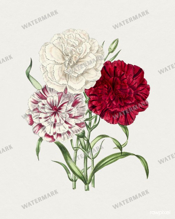 Botanical Vintage Prints