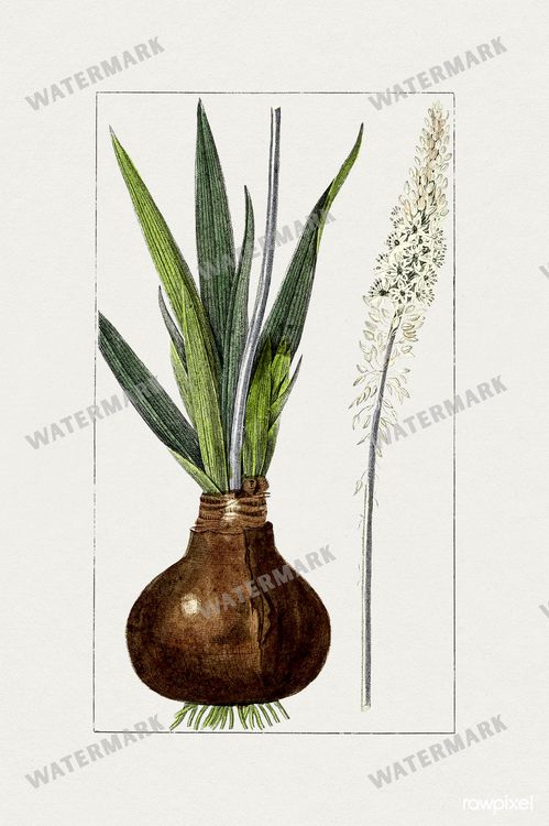 Botanical Vintage Prints