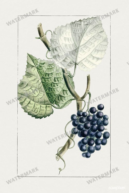 Botanical Vintage Prints