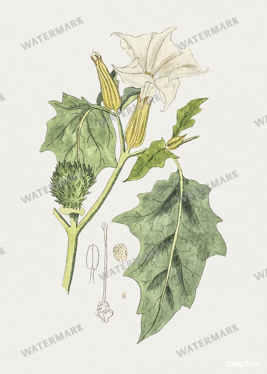 Botanical Vintage Prints