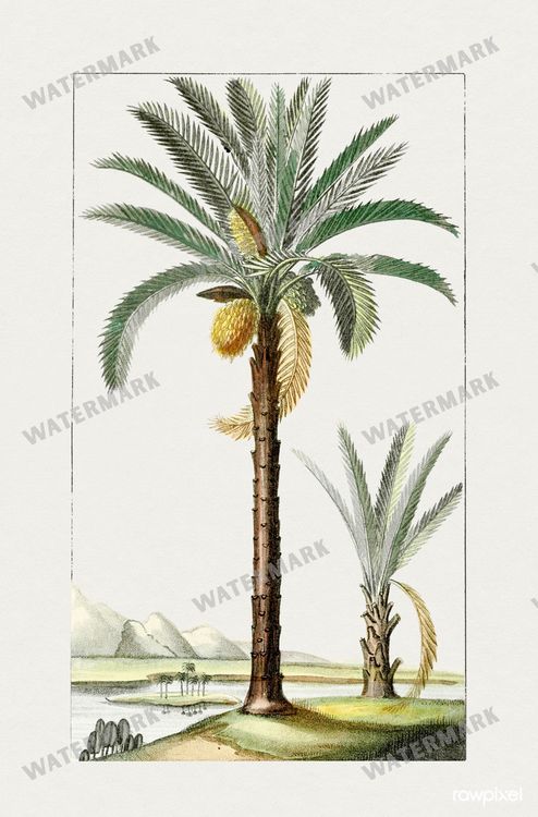Botanical Vintage Prints