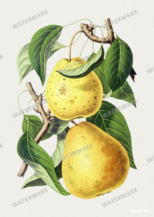 Botanical Vintage Prints