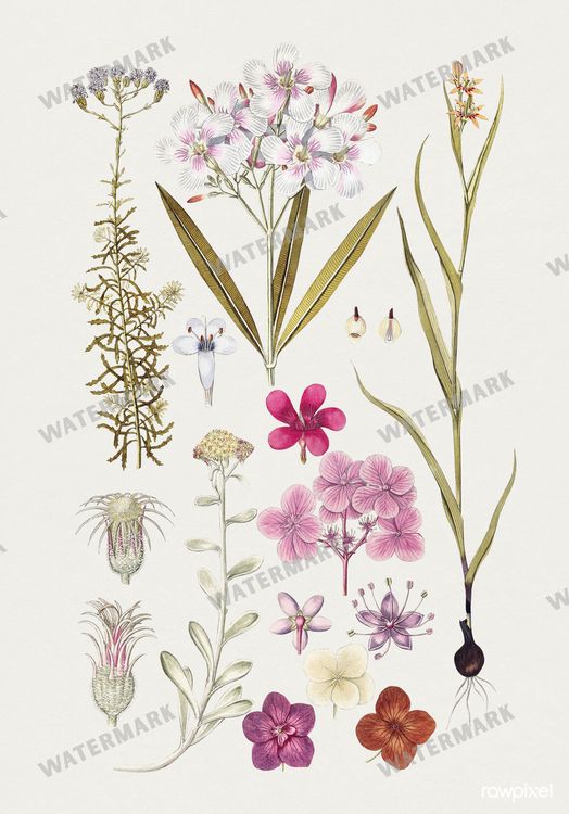 Botanical Vintage Prints