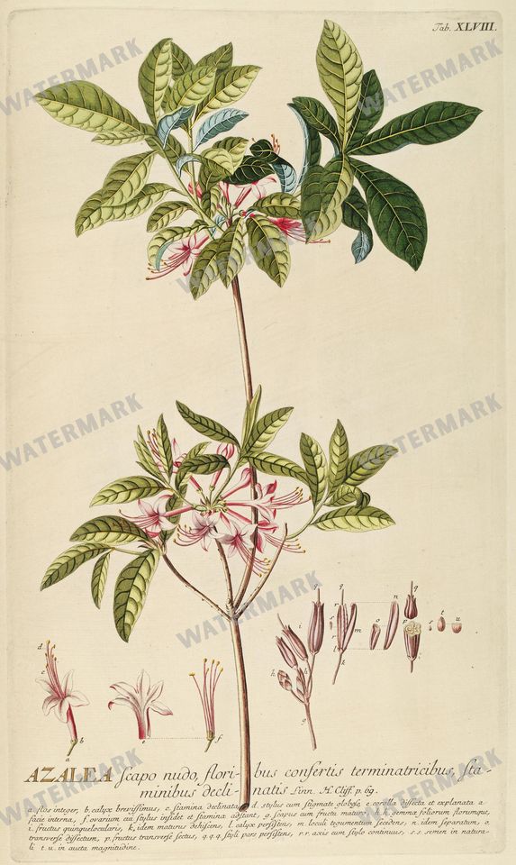 Botanical Vintage Prints