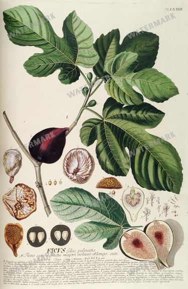 Botanical Vintage Prints