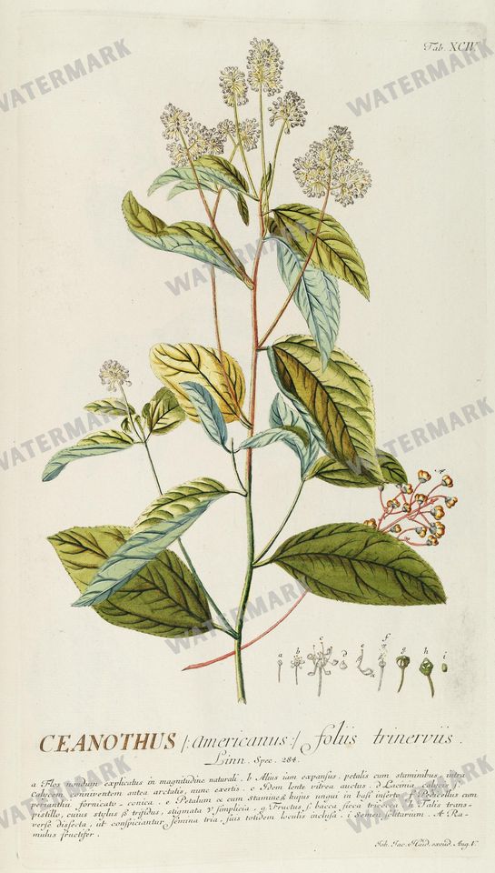 Botanical Vintage Prints