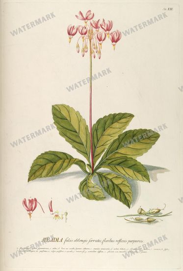 Botanical Vintage Prints