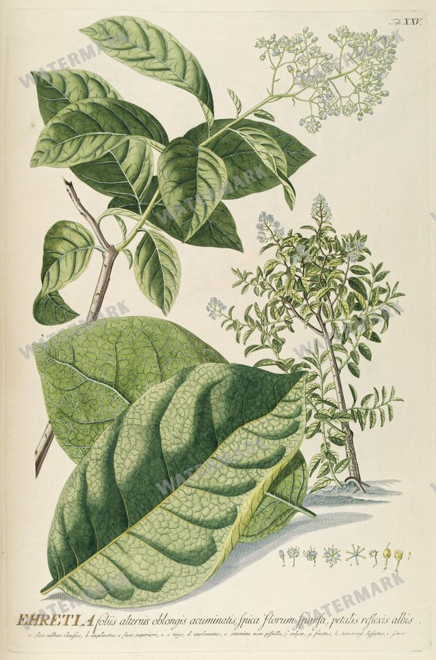 Botanical Vintage Prints
