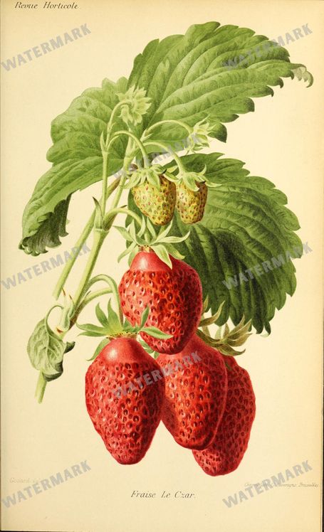 Botanical Vintage Prints