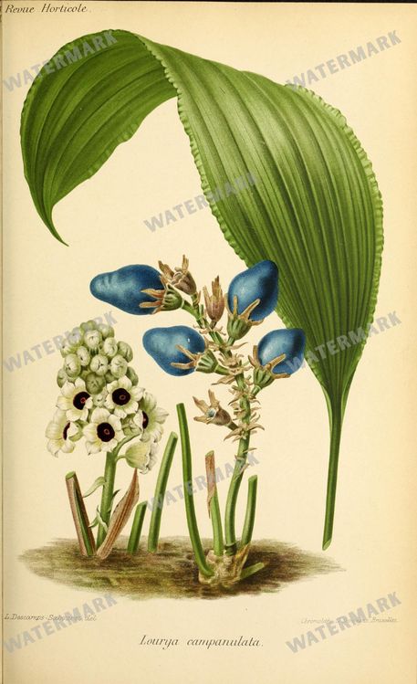 Botanical Vintage Prints