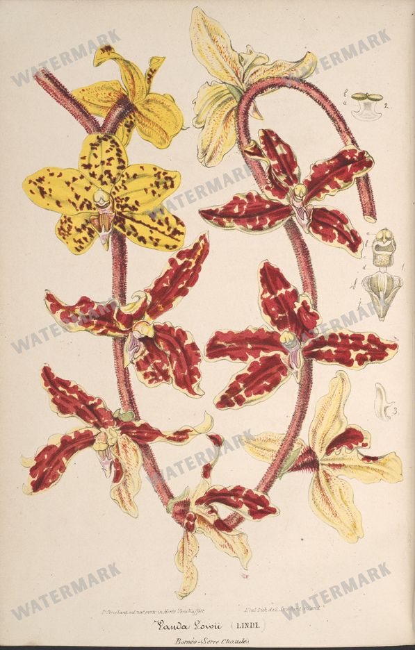 Botanical Vintage Prints