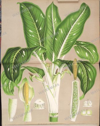 Botanical Vintage Prints