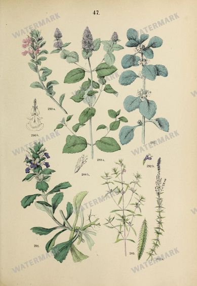 Botanical Vintage Prints