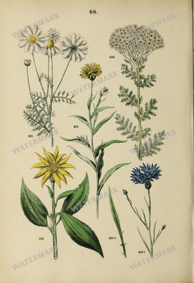Botanical Vintage Prints