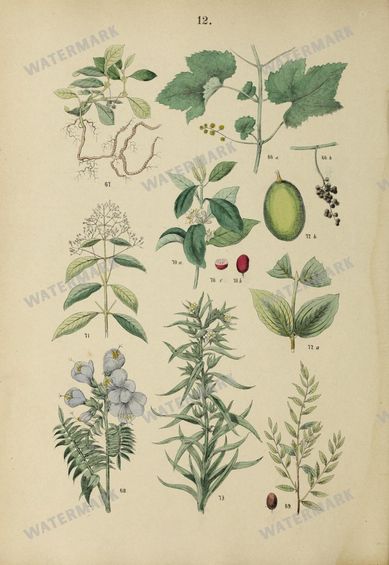 Botanical Vintage Prints
