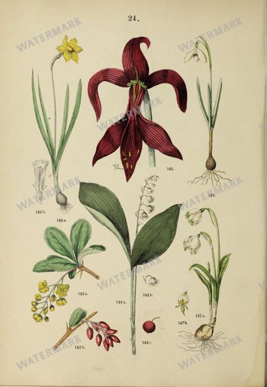 Botanical Vintage Prints
