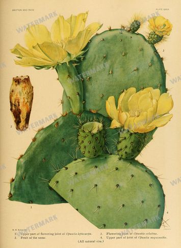 Cactus Vintage Prints